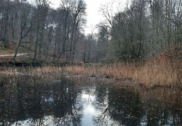 Tour Wandern Watermael-Boitsfort - Watermaal-Bosvoorde - Forêt de Soignes - Photo