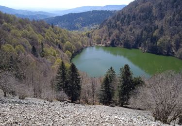 Excursión Senderismo Urbès - rouge gazon  - Photo