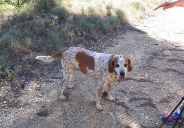 Tocht Stappen Manosque - 20220911canyon3 - Photo