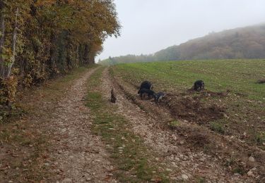 Trail Walking Charavines - Lac de Paladru - Photo