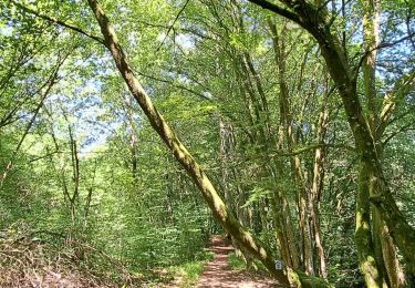 Trail Walking Nassogne - Marche ADEPS MASBOURG - Photo