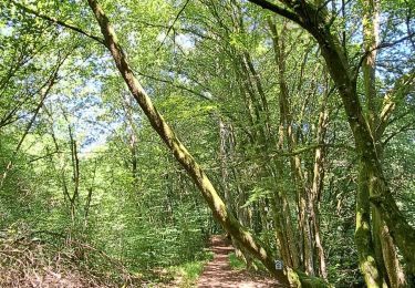 Excursión Senderismo Nassogne - Marche ADEPS MASBOURG - Photo