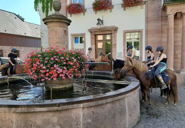 Tocht Paardrijden Bergheim - Ribeauvillé-Orbey - Photo