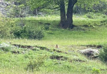 Randonnée Marche Saint-Étienne-de-Tinée - Lacs de Vens depuis RD - Photo