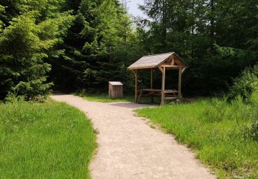 Trail Walking Vielsalm - Forêt domaniale du Grand-Bois - Photo