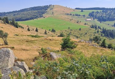 Trail Walking Luttenbach-près-Munster - Petit Ballon - Steinberg en boucle - Photo