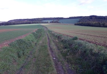 Tocht Stappen Profondeville - bdv  lesves bioul arbre - Photo