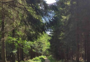 Tour Wandern Weismes - Boucle entre Sourbrodt et Longfaye - Photo