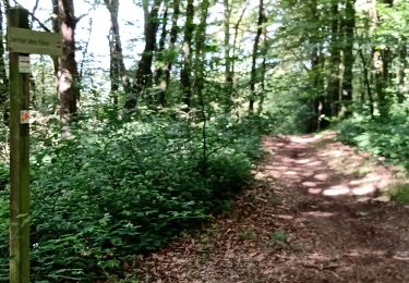 Trail Walking Plaintel - Au bois des Mauriers. N 2 - Photo