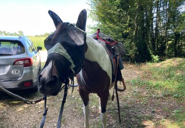 Trail Horseback riding Larnaud - Larnaud-Fontainebrux - Photo