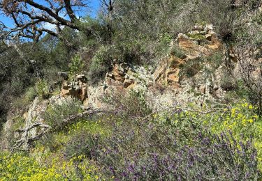 Excursión sport Bormes-les-Mimosas - Forêt du DOM - Bormes les Mimosas - Photo