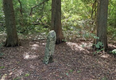 Randonnée Marche Crécy-en-Ponthieu - Forêt de Crécy-en-Ponthieu - Photo