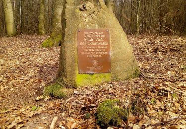 Trail On foot Eberbach - Rundwanderweg Breitenstein 4: Wolfs-Weg - Photo