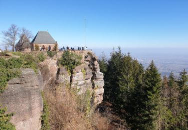 Tocht Stappen Ottrott - Mont Sainte-Odile - Tour du mur Païen - Photo