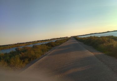 Randonnée Vélo de route Le Grau-du-Roi - 30 vélo milodi - Photo