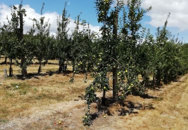 Randonnée Marche Mesnil-en-Ouche - Landepereuse  - Photo