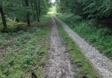 Trail Horseback riding Bouquetot - hauville foret - Photo