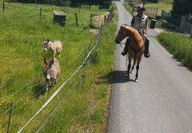 Trail Horseback riding Métairies-Saint-Quirin - kubolot point de vue abreschviller retour crâne  - Photo
