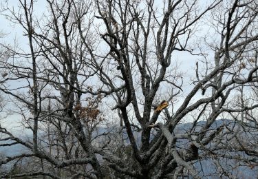 Trail Walking Courmes - Puy de Tourrettes et pic de Courmes  - Photo