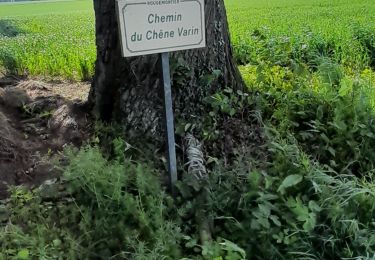 Tour Reiten Rougemontiers - chêne varin en mai - Photo