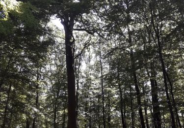 Tour Wandern Belforêt-en-Perche - le chêne de l'école - Photo