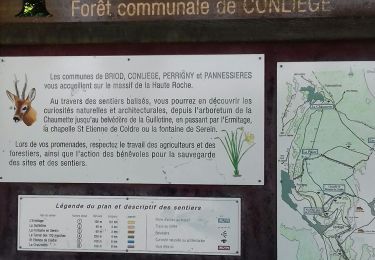 Randonnée Marche Conliège - Conliege Les voies PLM page 151 - Photo