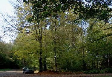 Tocht Te voet Aywaille - De Napoleonbomen en Houssonloge - Photo