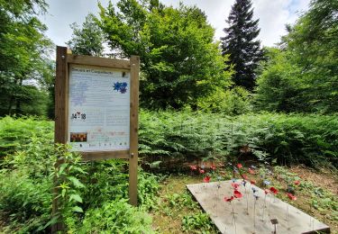 Trail On foot Paliseul - Carlsbourg : De l'Almache - Photo