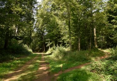 Randonnée A pied Aubange - Le bois Haut à Halanzy - Photo