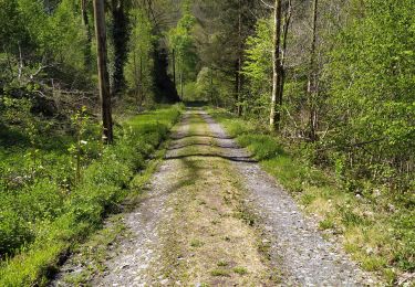 Trail On foot Vresse-sur-Semois - L'ancien vicinal - Photo
