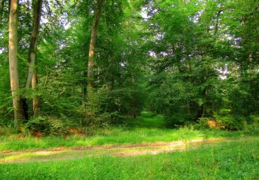 Trail Walking Compiègne - en forêt de Compiègne_17_les Rossignols - Photo