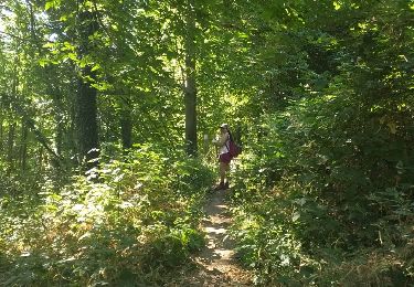 Randonnée Marche Holsbeek - Holsbeek 20km - Photo