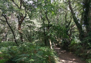 Trail Walking Locoal-Mendon - Tour de la presqu'île de Locoal.  - Photo