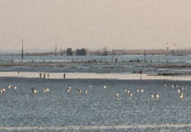 Randonnée V.T.T. Maillezais - De Maillezais à l'Aiguillon Sur Mer - Photo