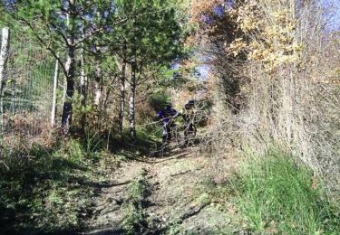 Trail Mountain bike Lisle-sur-Tarn - Forêt de Sivens et alentours - Photo