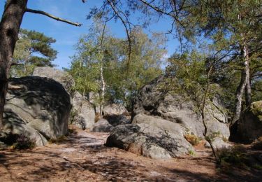 Tour Wandern Noisy-sur-École - Les 25 Bosses - Gps en Forêt de Fontainebleau - Photo