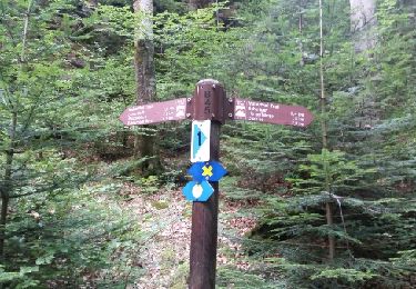 Trail Walking Consdorf - MÜLLERTHAL (un parcours auto-pédestre au départ de Scheidgen).  - Photo