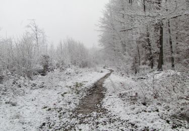 Trail Walking Longpont - en forêt de Retz_67_ballade (1) en toute saison - Photo
