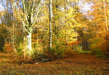 Trail Walking Longpont - en forêt de Retz_68_ballade (2) en toute saison - Photo
