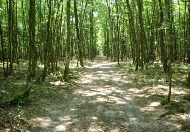 Trail Walking Chilleurs-aux-Bois - Étang de la vallée du Diable - Forêt d'Orléans - Photo