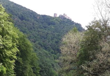 Percorso Mountainbike Châtenois - Chatenois tour du Taenchel - Photo