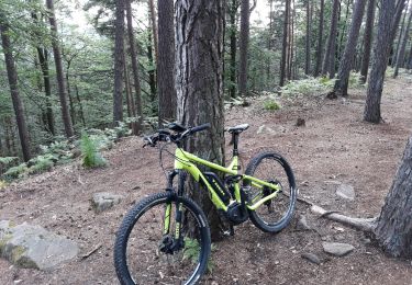 Trail Mountain bike Oberbronn - oberbroon  - Photo