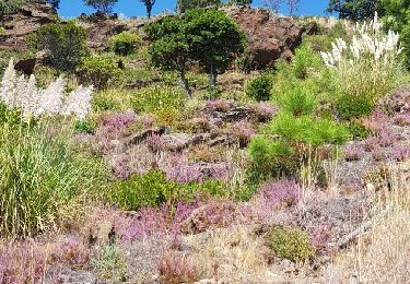 Tour Wandern Rayol-Canadel-sur-Mer - Rayole  - Photo