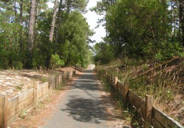 Excursión Bici de montaña Lacanau - Entre Lac et Océan - Le Moutchic - Lacanau - Photo