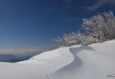 Tocht Sneeuwschoenen Vassieux-en-Vercors - Col de Vassieux - Photo
