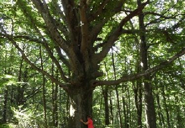 Tour Wandern Les Cammazes - Bois de l'Aiguille - En Borrel - Photo