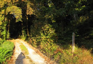 Trail Walking Pierrefonds - en forêt de Compiègne_20_le Beaudon_bois de Damart_la Héronnière_bois du Bourgot - Photo