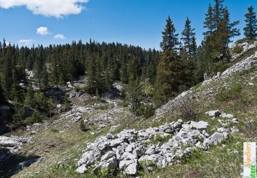 Tocht Stappen Saint-Agnan-en-Vercors - À travers les Erges - Saint Agnan en Vercors - Photo