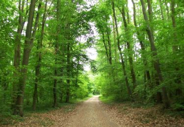 Trail Walking Boulogne-Billancourt - Parc de St Cloud et forêt de Fausses Reposes - Photo