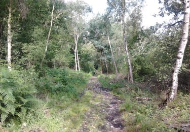 Trail Walking Taverny - Boucle en forêt à partir de Taverny - Photo
